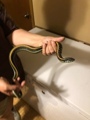 Thamnophis sirtalis annectens