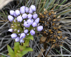 Gentianella corymbosa