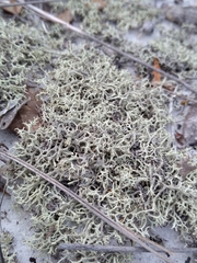 Cladonia pachycladodes