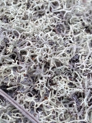 Cladonia pachycladodes