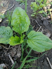 Plantago major