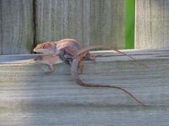 Anolis sagrei