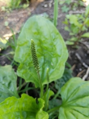 Plantago major