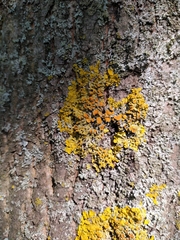 Xanthoria parietina