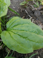 Plantago major