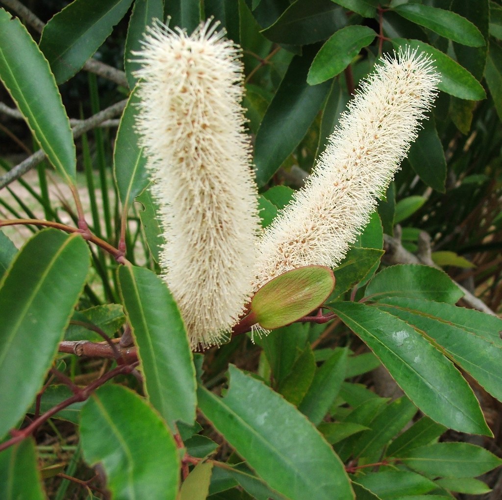 Butterspoons