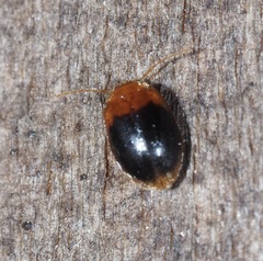 Prionocyphon discoideus