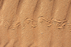 Zarudnyi's Worm Lizard photo 3