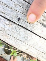 Cimicoidea