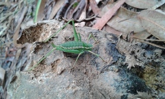 Odontura macphersoni