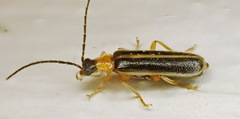 Rhagonycha mollis