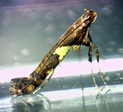 Caloptilia umbratella