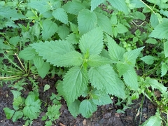Urtica dioica