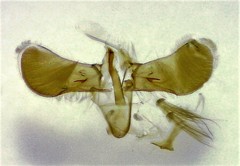 Caloptilia umbratella