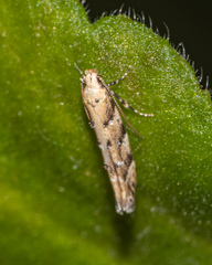 Coleotechnites coniferella