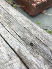 Cimicoidea