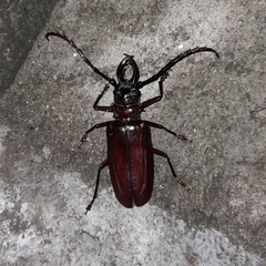 Acanthophorini