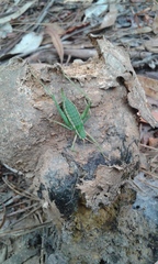 Odontura macphersoni