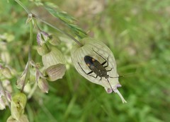 Closterotomus cinctipes