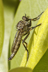 Machimus snowii