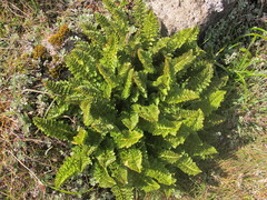Polystichum cystostegium