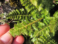 Polystichum cystostegium