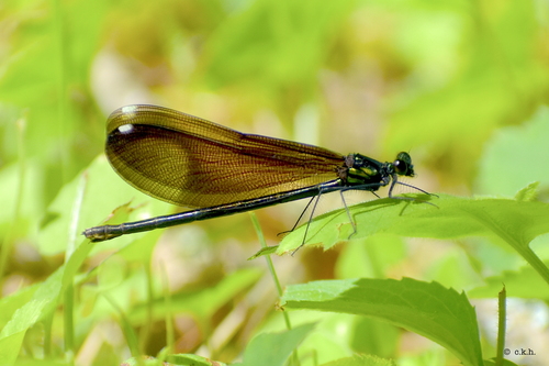 Ebony Jewelwing, photo 9 of 9