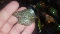 Marmara smilacisella