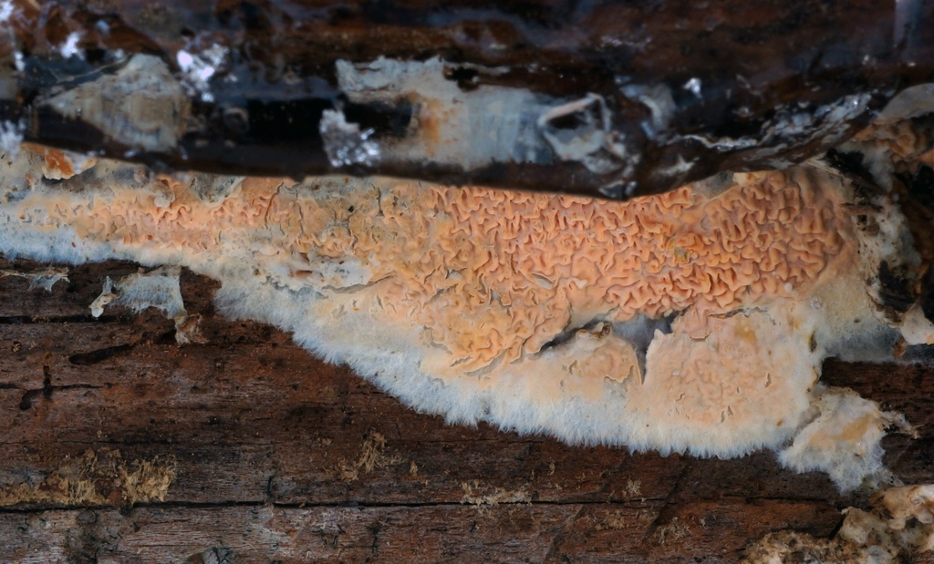 Leucogyrophana mollusca