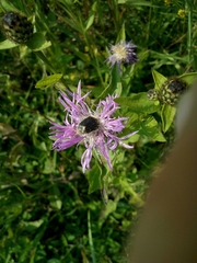 Leucocelina