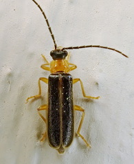 Rhagonycha mollis