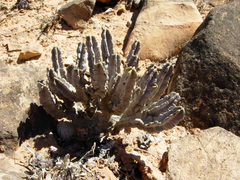 Caralluma