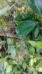 Clematis cunninghamii