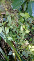 Clematis cunninghamii