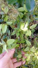 Clematis cunninghamii