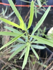 Stillingia sylvatica