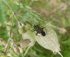 Closterotomus cinctipes