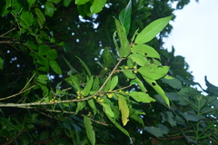 Ficus cumingii terminalifolia