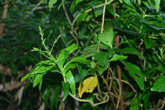 Dracaena angustifolia