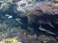 Chromis nitida