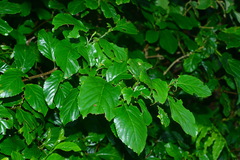 Maesa lanyuensis
