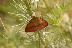 Rhodostrophia calabra