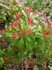 Pieris japonica japonica