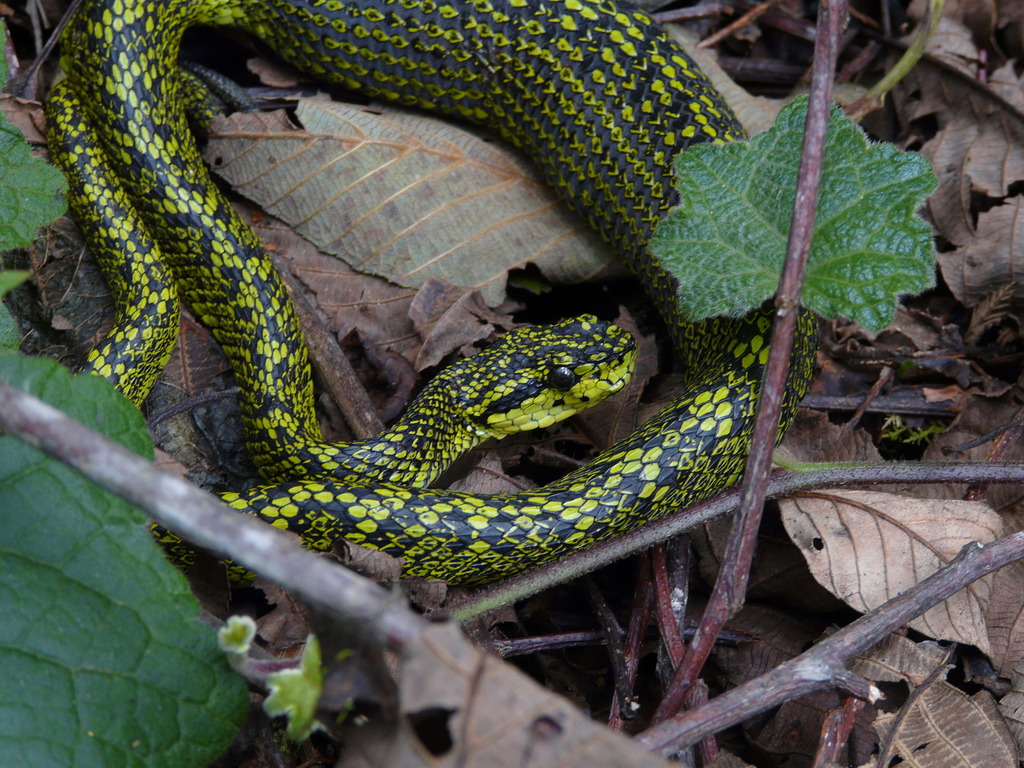 Talamancan Palm-Pitviper