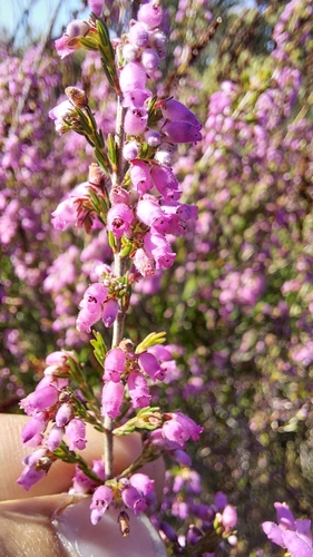 Common Sand Fynbos Heath (Erica bolusiae)