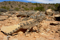 Pristurus carteri