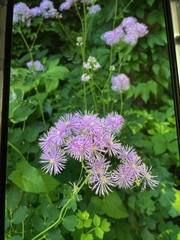 Thalictrum aquilegiifolium