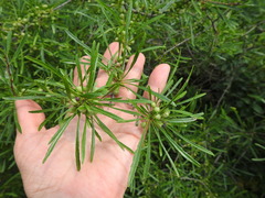 Rhamnus erythroxyloides