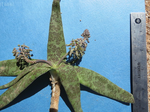 Ledebouria scabrida