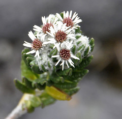 Linochilus eriophorus